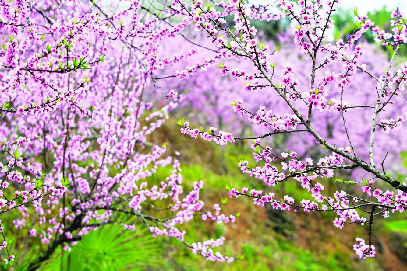1 hoa dao ha giang