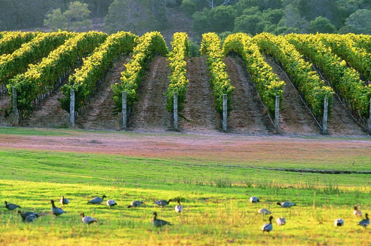 4 swan valley