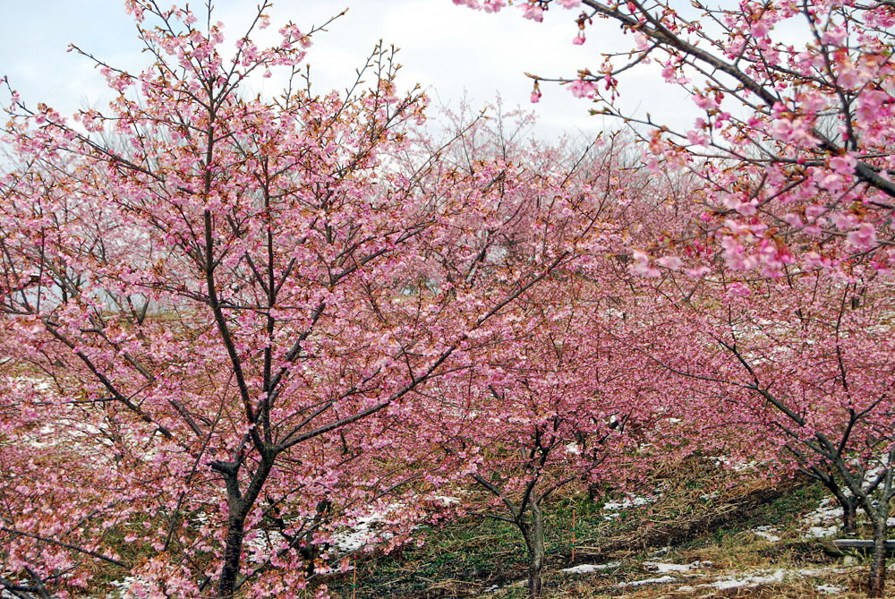 baraki flower park